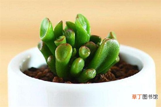 吸财树有毒吗