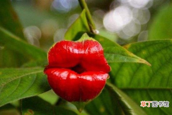 嘴唇花是什么？