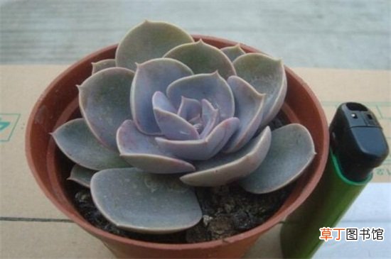 紫珍珠的养殖方法和注意事项