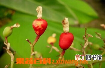 红豆蔻的功效与作用