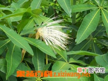 瓜栗的功效与培育