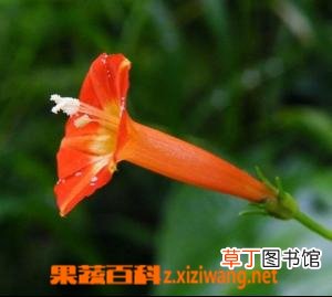 橙红茑萝的功效与作用