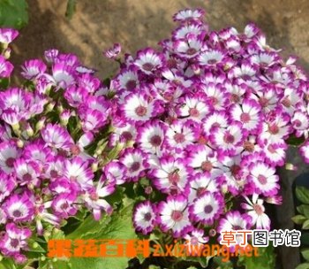 瓜叶菊的功效与培育