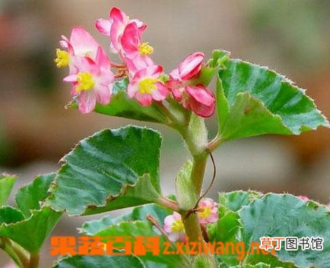 四季海棠花有毒吗 四季海棠花图片和资料