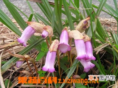 东野菰的功效与作用