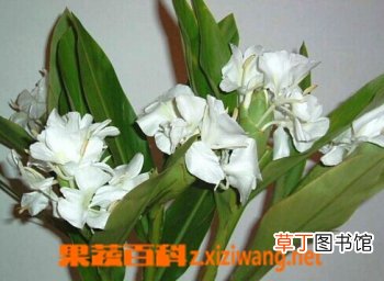 姜花的功效与药用价值