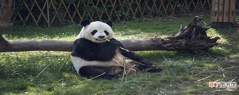 大熊猫喜欢吃什么食物