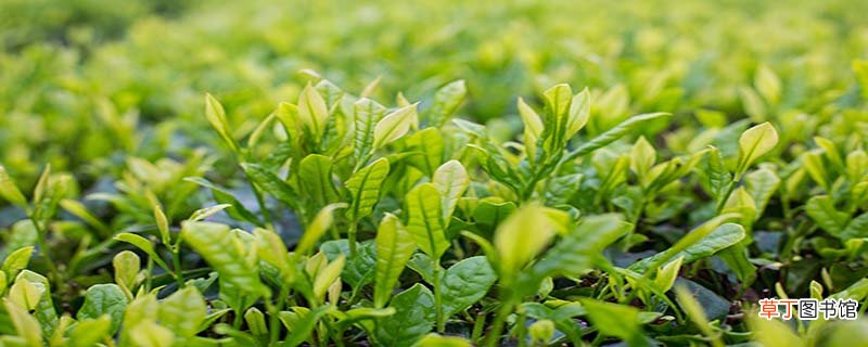 我国的茶圣是谁