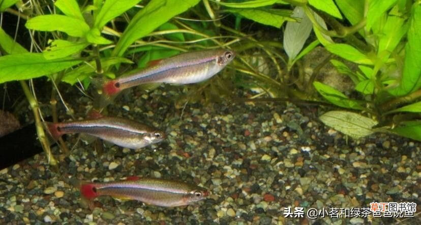 市场上常见热带鱼种类介绍 热带鱼的种类