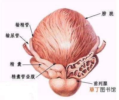 这几种食物男性可以多吃，时刻保护自己的前列腺