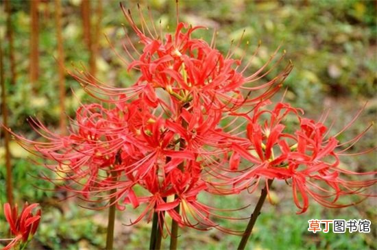 彼岸花有毒吗