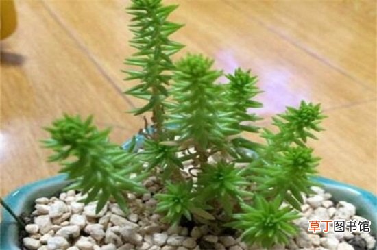方鳞绿塔的养殖方法和注意事项