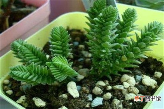 方鳞绿塔的养殖方法和注意事项