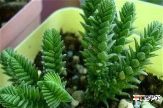 方鳞绿塔的养殖方法和注意事项
