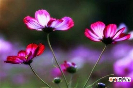 依米花的花语