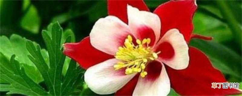依米花的花语