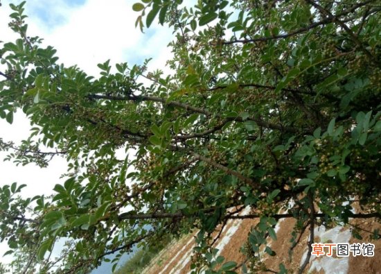 花椒和麻椒有什么区别