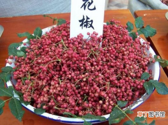 花椒和麻椒有什么区别