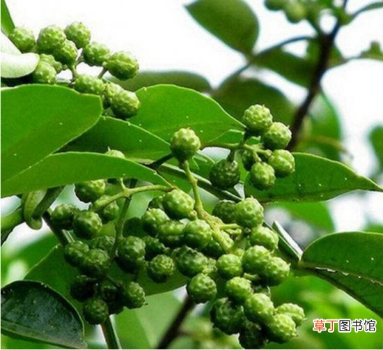 花椒和麻椒有什么区别