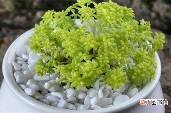 黄金万年草的养殖方法