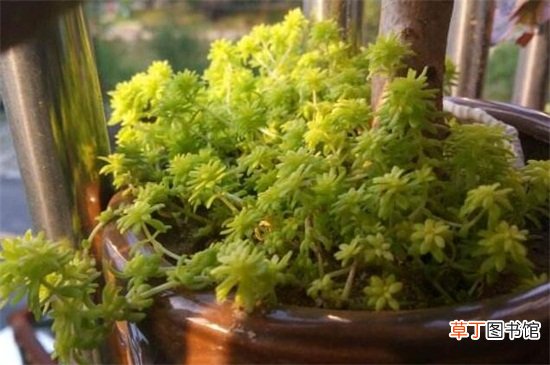黄金万年草的养殖方法