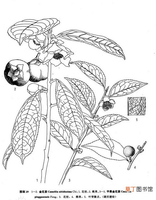 金花茶-植物界的&amp;#8221;大熊猫&amp;#8221;