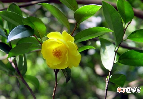 金花茶-植物界的&amp;#8221;大熊猫&amp;#8221;