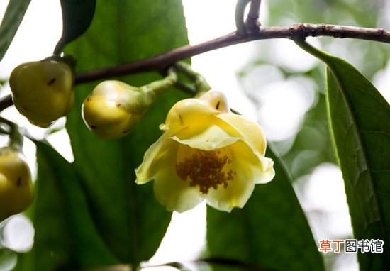 金花茶-植物界的&amp;#8221;大熊猫&amp;#8221;