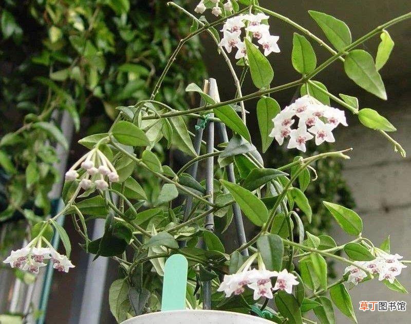 3种繁殖球兰的实用方法 球兰的扦插繁殖方法