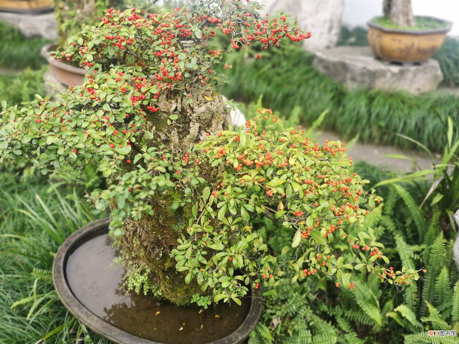 火棘开花吗