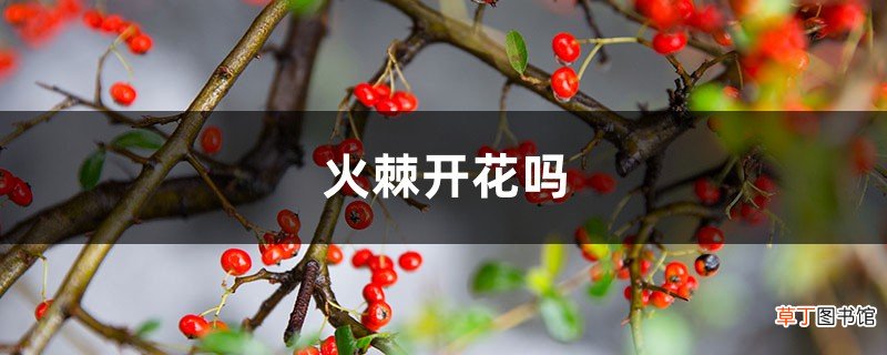 火棘开花吗