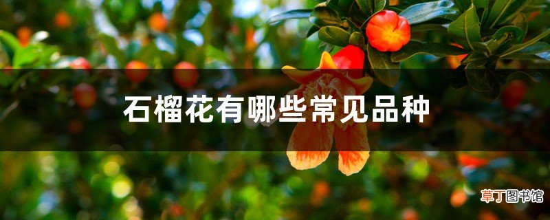 石榴花有哪些常见品种
