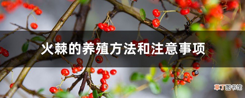 火棘的养殖方法和注意事项
