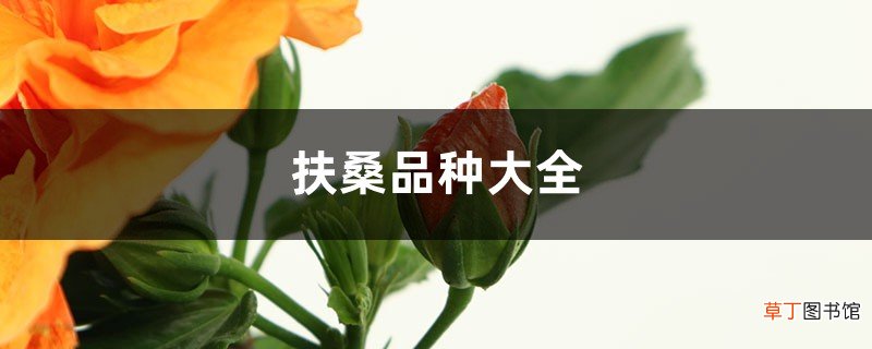 扶桑品种大全