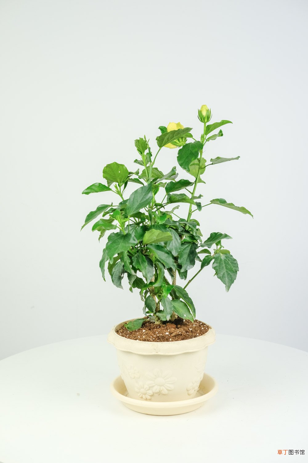 扶桑品种大全