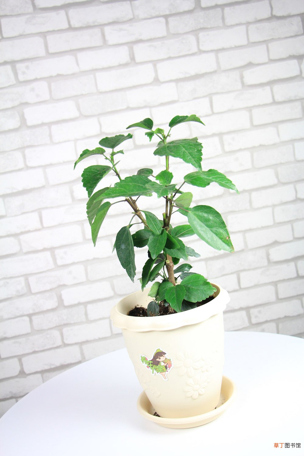 扶桑品种大全
