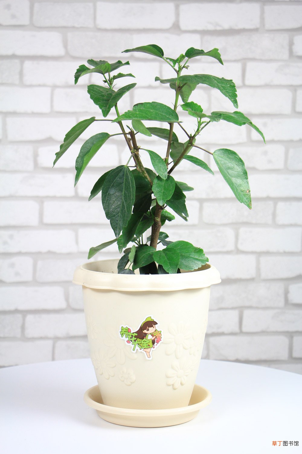 扶桑品种大全
