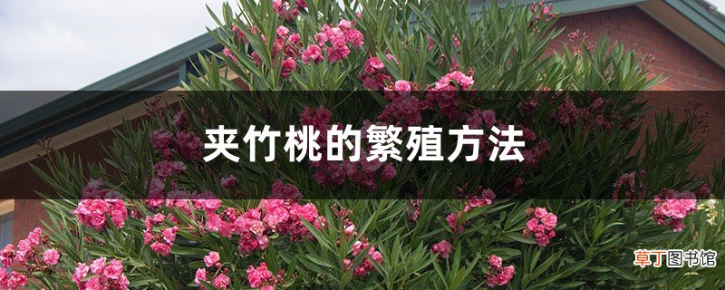 夹竹桃的繁殖方法-花百科