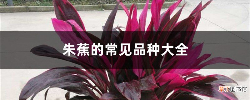 朱蕉的常见品种大全