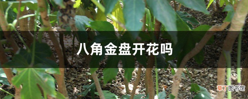 八角金盘开花吗