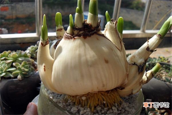 如何挑选南美水仙球