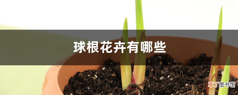 球根花卉有哪些