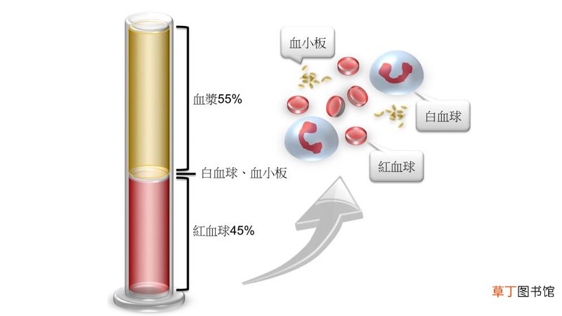组织液与血浆成分的主要区别是什么