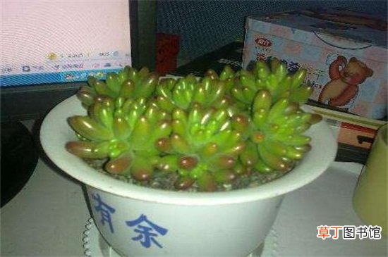 玉米石的养殖方法