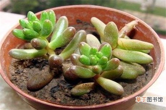 玉米石的养殖方法