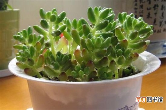 玉米石的养殖方法