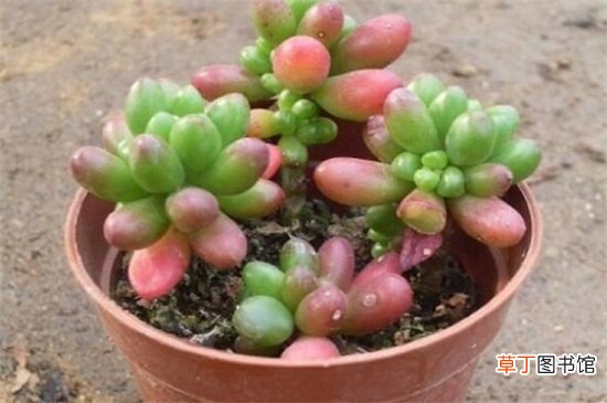 玉米石的养殖方法