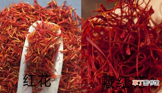红花和藏红花有什么区别