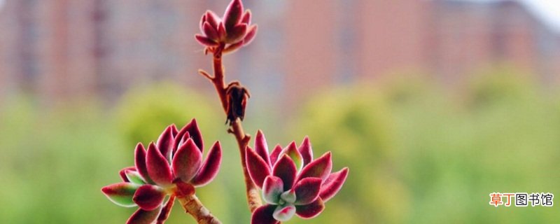 锦晃星开花后从哪里剪