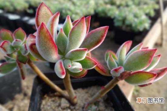 锦晃星开花后从哪里剪